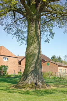 Eiche in Güstau