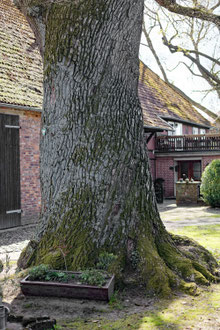 Eiche in Wasbüttel