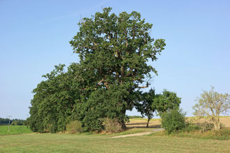 Eiche bei Dreetz