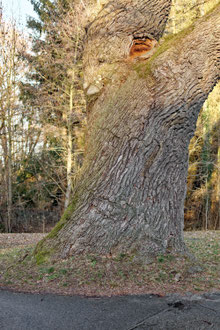 Eiche in Gaußig