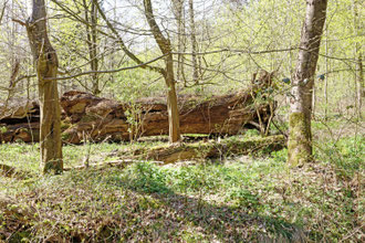 Amalieneiche