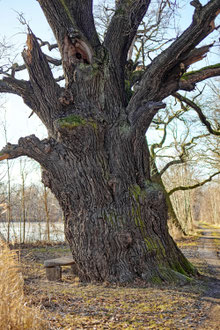 Rieseneiche am Großen Ziegelteich bei Niedergurig