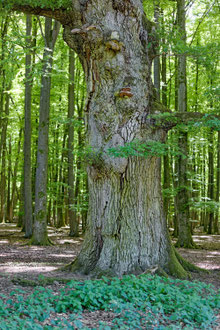 Eiche im Tiergarten Weilburg bei Weilburg