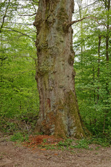 Eiche bei Groß Disnack