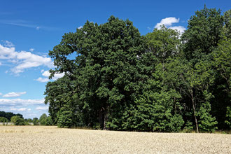 Eiche bei Rackel