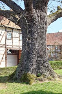 Luthereiche in Langenholtensen
