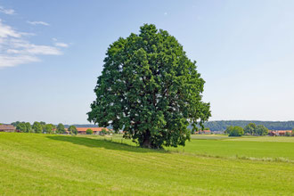 Eiche bei Reinstorf