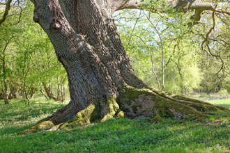 Eiche bei Godau