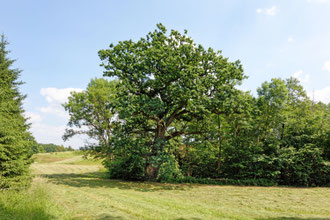 Eiche bei Neu Dammerow