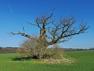 Dicke Margarete bei Beberbeck