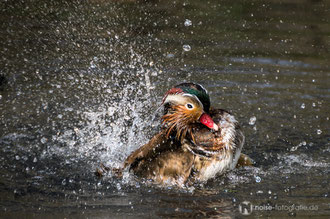 Ente im Tierpark Gotha