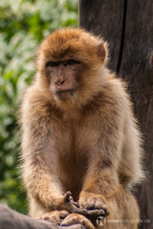 Berberaffe im Zoo Erfurt