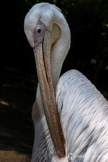 Pelikan im Tierpark Gotha