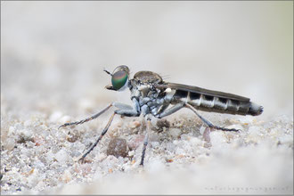 Stichopogon barbistrellus ♀