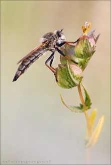 Echthistus rufinervis ♀ - Berserkerfliege  