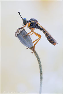 Dioctria flavipennis ♀ - Östliche Habichtsfliege 