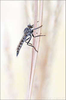 Tolmerus atripes ♀ - Düster-Raubfliege 