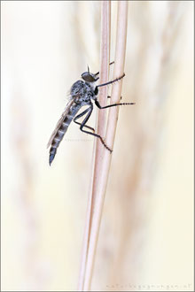 Tolmerus atripes ♀ - Düster-Raubfliege 