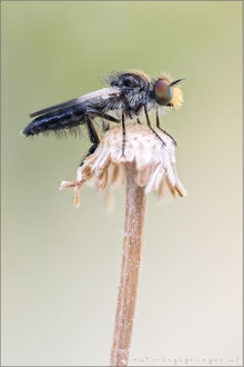 Holopogon nigripennis ♂ - Schmuck-Rabaukenfliege
