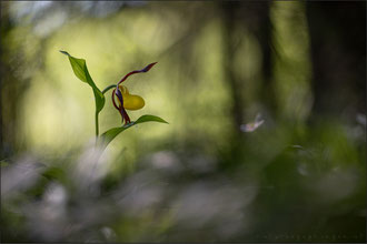 Gelber Frauenschuh (cypripedium calceolus)