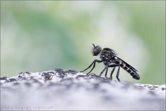 Cyrtopogon lateralis ♂ - Kleine Makelfliege