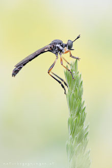 Dioctria hyalipennis  ♂ - Gemeine Habichtsfliege 