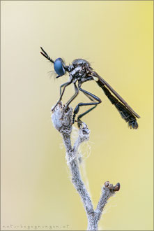 Dioctria harcyniae ♂ - Wimpern Habichtsfliege