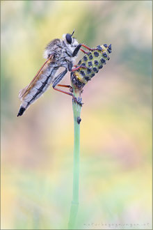 Echthistus rufinervis ♀ - Berserkerfliege  