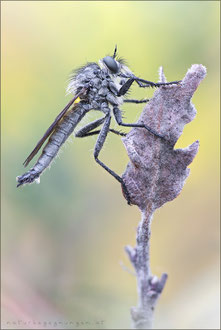 Dysmachus fuscipennis ♂ - Kerbzangen-Raubfliege