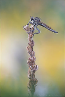 Neoepitriptus setosulus ♂ - V-Borsten-Raubfliege