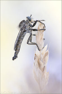 Machimus rusticus ♂ - Schlichte Raubfliege 