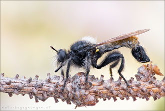 Laphria flava ♂ - Gelbe Mordfliege 