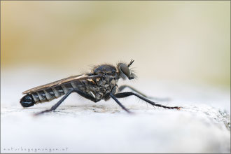 Lasiopogon spec. B sensu Wolff2020 ♂
