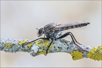 Tolmerus atripes ♂ - Düster-Raubfliege 