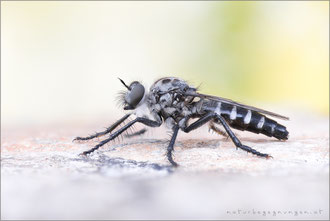 Cyrtopogon meyerduerii ♀ - Meyerdueri's Makelfliege