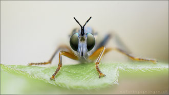 Dioctria rufipes ♂ - Höcker-Habichtsfliege  