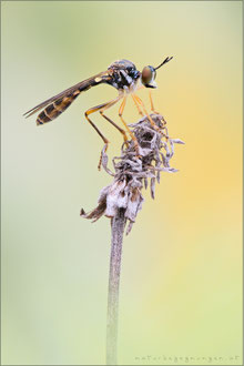 Dioctria linearis ♀ - Gestreifte Habichtsfliege