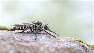 Cyrtopogon fulvicornis ♀ - Nachtwächter-Makelfliege 