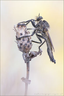 Machimus rusticus ♂ - Schlichte Raubfliege 