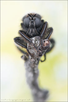 Laphria flava ♀ - Gelbe Mordfliege