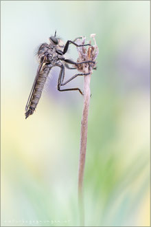 Dysmachus fuscipennis ♂ - Kerbzangen-Raubfliege