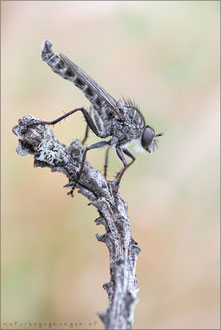 Tolmerus strandi ♂ - Strand's Raubfliege