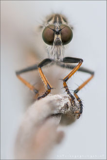 Antipalus varipes ♀ - Goldafterfliege