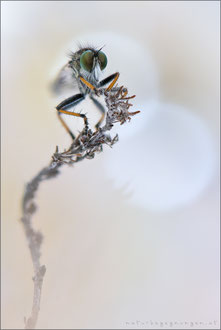 Neoitamus cothurnatus ♂ - Knoten-Strauchdieb  
