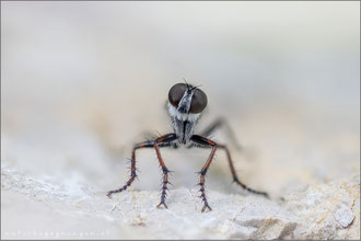 Tolmerus micans ♀ - Marmorierte Raubfliege  