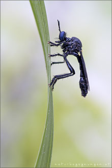 Dioctria atricapilla ♂ - Schwarze Habichtsfliege