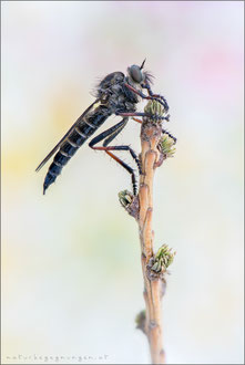 Stilpnogaster aemula ♀ - Glänzende Raubfliege