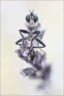 Dysmachus praemorsus ♂ - Schlitzzangen-Raubfliege