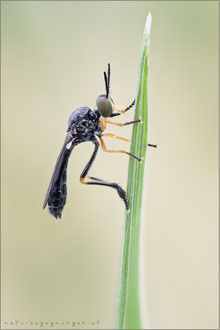 Dioctria longicornis ♂ - Kleine Habichtsfliege