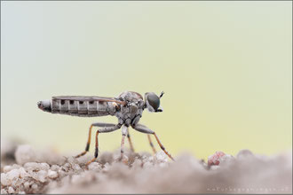 Stichopogon elegantulus ♀ - Kleiner Sandwicht
